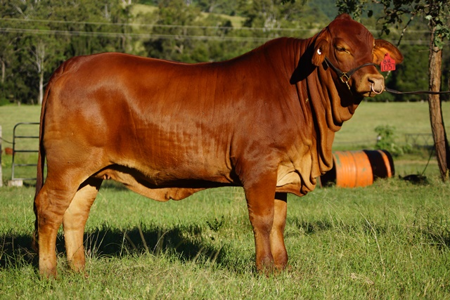Bryvonlea Trini